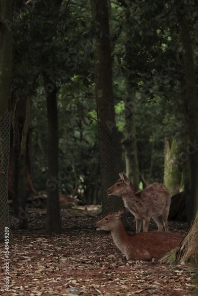 Fototapeta 奈良　奈良公園　奈良の鹿　奈良鹿