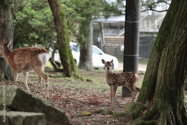 Fototapeta 奈良　奈良公園　奈良の鹿　奈良鹿