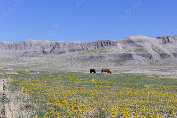 Fototapeta Cows in the middle of wide land