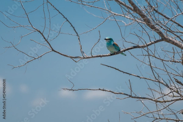 Fototapeta European Roller (Coracias garrulus) perched gracefully on a budding tree branch in springtime, Danube Delta, Romania