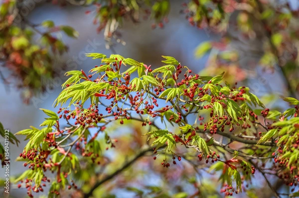 Fototapeta Acer japonicum, Fullmoon maple, or downy Japanese-maple is a species of maple native to Japan. 