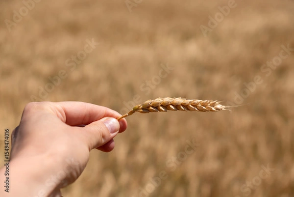 Obraz Hand holding golden wheat spikelet.Farmer or agronomist holding an ear of wheat, checking quality of the new crop in the field symbolizing agriculture, farming, food abundance.Harvest season concept