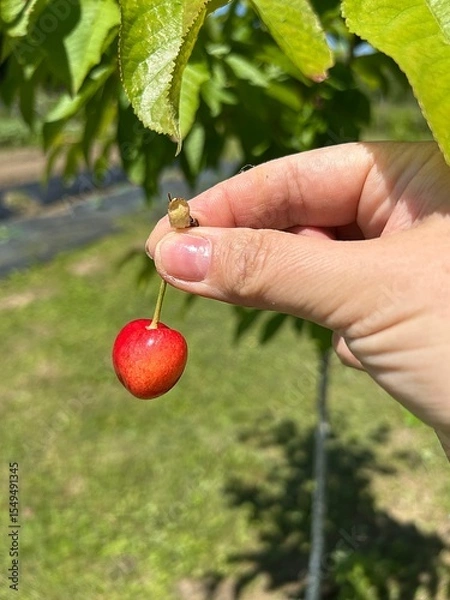 Fototapeta fresh cherry picked from the tree, cherry held in hand, fruit picked from the tree