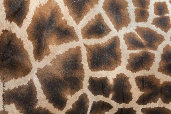 Obraz Żyrafa (żyrafa camelopardalis). Tekstura skóry