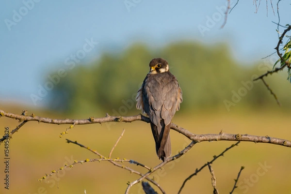 Fototapeta A Eurasian Hobby (Falco subbuteo) perched calmly on a shrub branch, bathed in warm golden light at sunset – a rare moment of stillness captured in the wild.