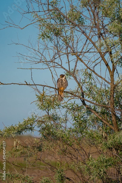 Fototapeta A Eurasian Hobby (Falco subbuteo) perched calmly on a shrub branch, bathed in warm golden light at sunset – a rare moment of stillness captured in the wild.