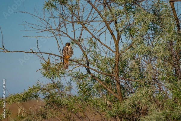 Fototapeta A Eurasian Hobby (Falco subbuteo) perched calmly on a shrub branch, bathed in warm golden light at sunset – a rare moment of stillness captured in the wild.