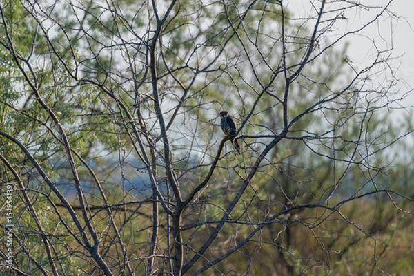 Fototapeta A Eurasian Hobby (Falco subbuteo) perched calmly on a shrub branch, bathed in warm golden light at sunset – a rare moment of stillness captured in the wild.