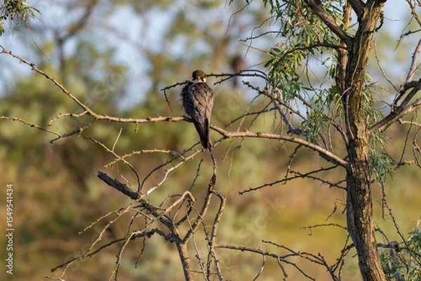 Fototapeta A Eurasian Hobby (Falco subbuteo) perched calmly on a shrub branch, bathed in warm golden light at sunset – a rare moment of stillness captured in the wild.
