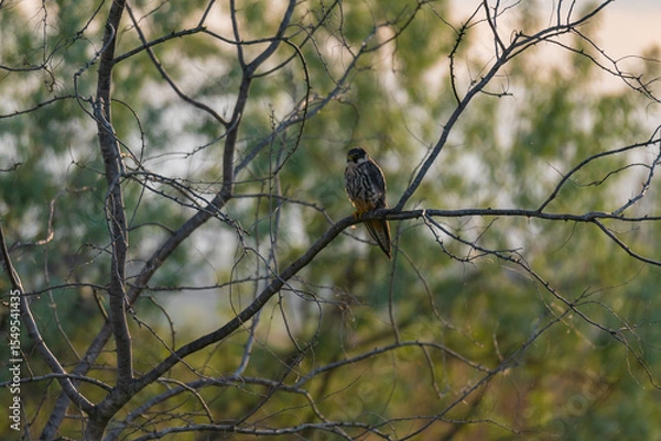 Fototapeta A Eurasian Hobby (Falco subbuteo) perched calmly on a shrub branch, bathed in warm golden light at sunset – a rare moment of stillness captured in the wild.