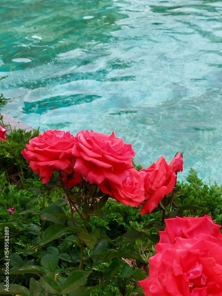 Fototapeta Bouquet of red coral roses against the background of soft blue waters, atmosphere of freshness, romance and summer mood. Ideal for packaging design, background for the sp cosmetics website, nature.
