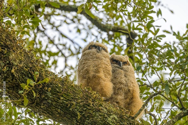Fototapeta Pair of Great Horned Owlets on a Live Oak Tree Branch in Audubon Park, New Orleans, LA, USA