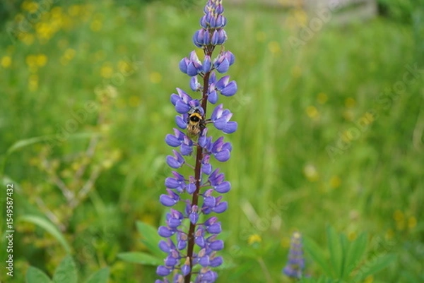 Obraz Close-up shot of a bumblebee visiting blue-pod lupine (Lupinus polyphyllus) in a meadow in summer