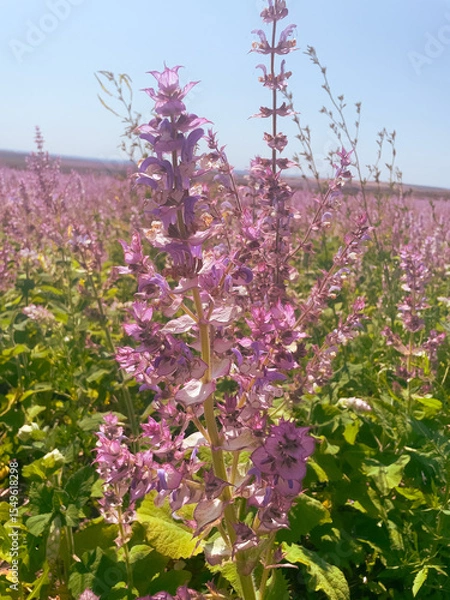 Obraz Vertical view of the blooming sage creates a soft purple carpet. Concept of the healing herbs, countryside atmosphere, and seasonal balance.
