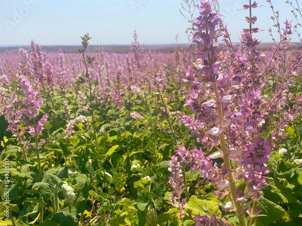 Obraz Herbal sage blossoms in rural bloom. The concept of the floral harmony, healing nature, and quietude.