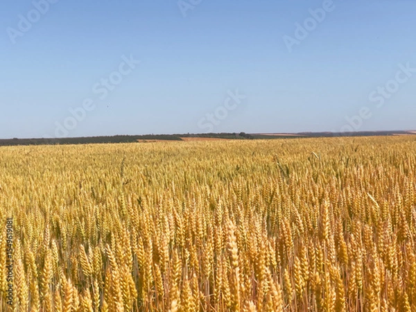 Obraz Tall wheat swaying in summer breeze. Concept of the nature’s rhythm, agricultural success, and earth’s reward.