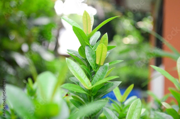 Obraz Shoot leaves background blur