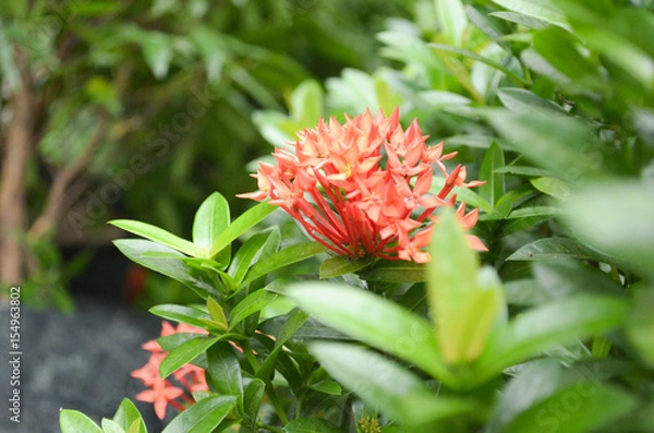 Obraz Flowers with background blur