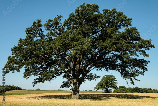 Fototapeta Oak tree in farm field in summer in Wisconsin