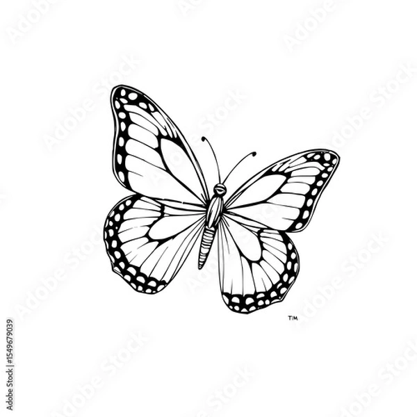 Fototapeta Monarch Butterfly Illustration: A striking black and white line art drawing of a monarch butterfly, showcasing its intricate wing patterns and delicate details against a clean white background.