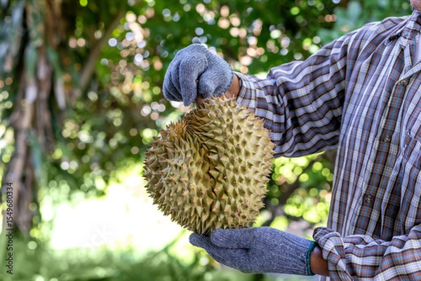 Fototapeta Durian, A farmer holding a fresh durian fruit with gloves in a tropical orchard, Durian farmer holding durian, Agricultural harvest concept with focus on exotic Asian fruit in natural environment