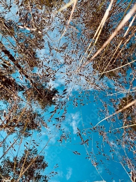 Fototapeta view of the sky from the grass