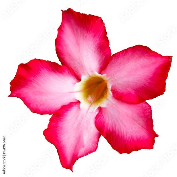 Obraz Single desert rose flower with deep pink edges isolated on white background
