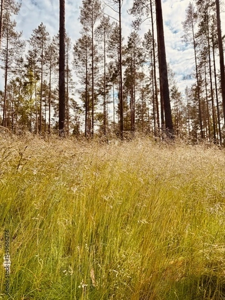 Fototapeta lawn with grass in the forest