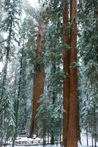 Fototapeta Redwood forest in winter