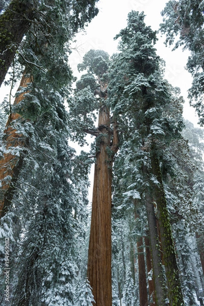 Obraz Redwood forest in winter