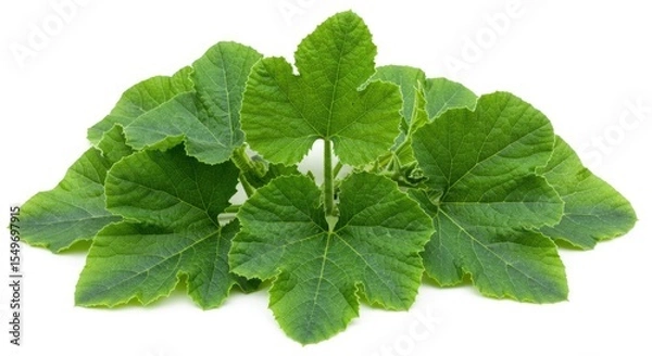 Fototapeta A cluster of textured vibrant green pumpkin leaves displayed against a stark white background