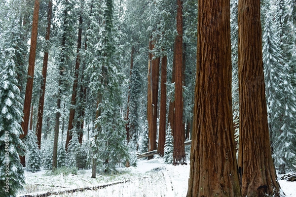 Obraz Redwood forest in winter