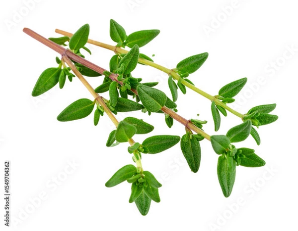 Obraz Fresh thyme sprig isolated on white, aromatic herb for culinary use.