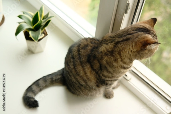 Obraz The domestic tabby grey cat sits on the white windowsill and looks out the window. Pet home life.