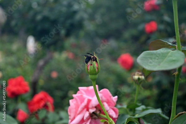 Fototapeta a bee take honey in the rose bud in the park