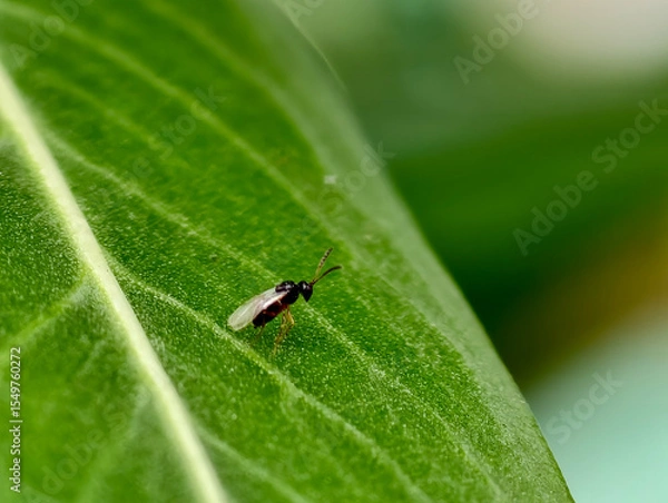 Obraz fly on leaf