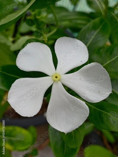 Obraz white frangipani flower