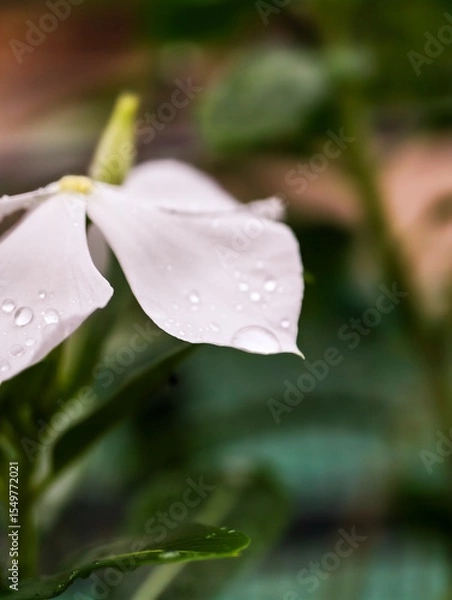 Obraz water drops on a leaf