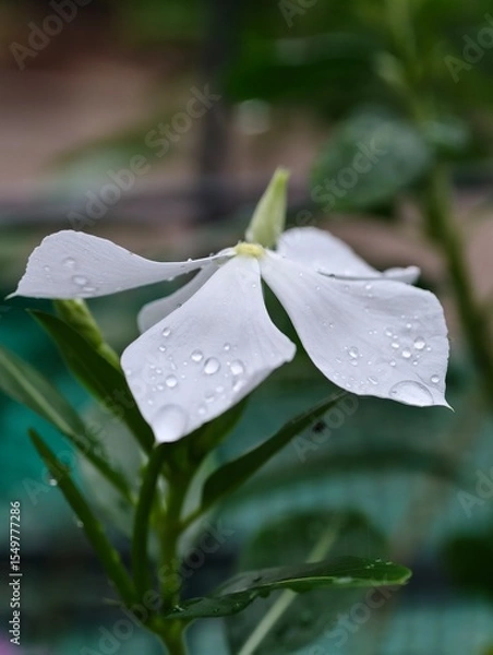 Obraz water drops on a leaf