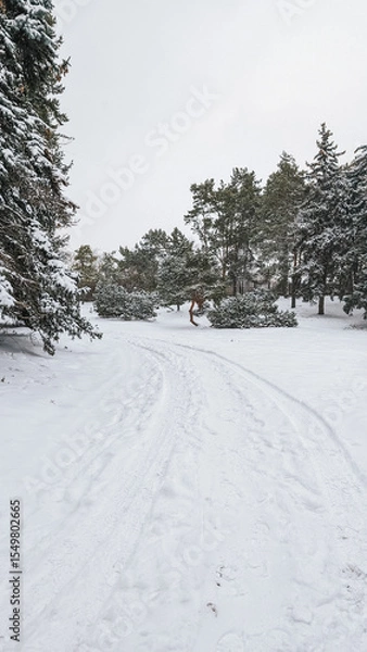 Fototapeta Snowy path through forest with trees, winter setting, tranquil scene