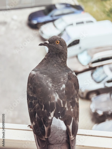 Fototapeta Pigeon perched on window ledge with view of cars in background