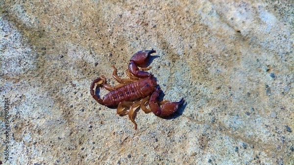 Obraz Close-up of a small brown scorpion on a light stone, revealing detailed segments, pincers, and stinger highlighting its intricate anatomy against a contrasting textured backdrop