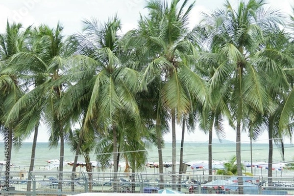 Fototapeta palm trees on the beach in egypt