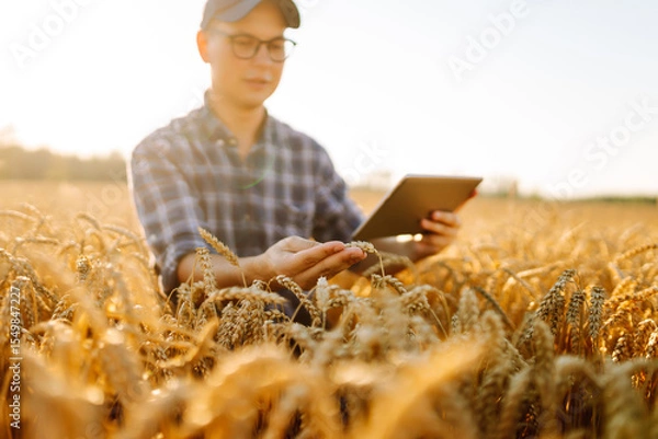 Fototapeta A young man farmer with a digital tablet touches golden wheat ears in a sunset field. Agronomist in a cap and works in an agricultural field and checks the quality of crop. Concept of rich harvest.