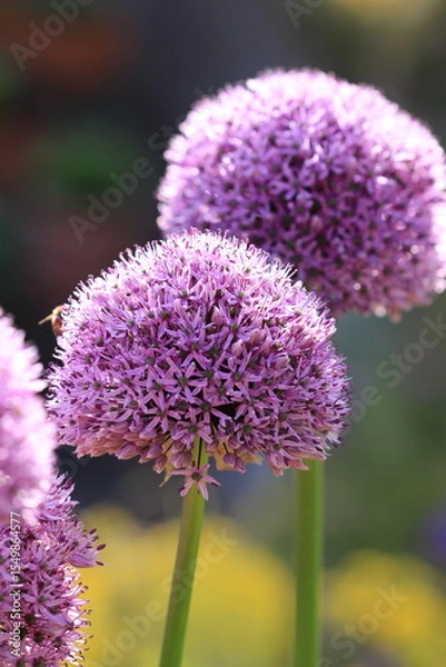 Fototapeta Blühender Zierlauch