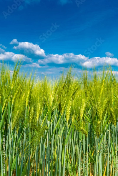 Fototapeta Cover page with beautiful farm landscape with green wheat field in closeup, Summer, at sunny day and blue cloudy sky. Copy space.
