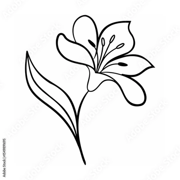 Fototapeta Black Line Art Single Lily Flower Botanical Illustration 1