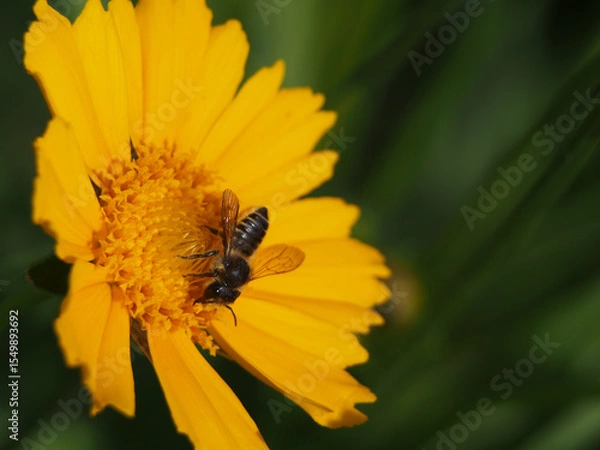Fototapeta Close-up of a willughby’s leaf-cutter bee (megachile willughbiella) collecting pollen of a coreopsis lanceolate L.