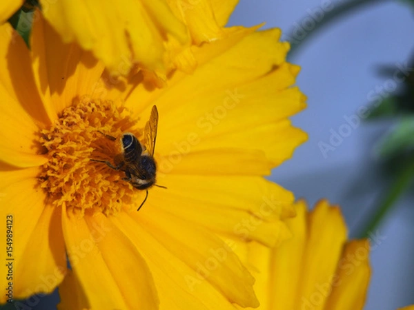Fototapeta Close-up of the rear of a willughby’s leaf-cutter bee (megachile willughbiella) collecting pollen of coreopsis lanceolate L.