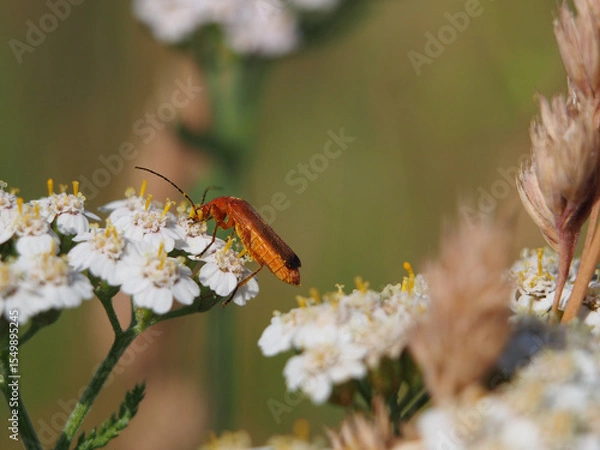 Fototapeta Isolated close-up side view of a common red soldier beetle (rhagonycha fulva) feeding of the nectar of common yarrow (achillea millefolium) in a field in Bonn